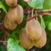 Kiwi Autofertile Boskoop - Actinidia Deliciosa -Raciflore Soldes Boutique Kiwi autofertile Boskoop Actinidia deliciosa copyright 1003541 1