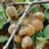 Kiwi Solissimo Bio - Actinidia Deliciosa -Raciflore Soldes Boutique Kiwi autofertile Solissimo IF 16414 1