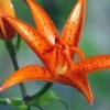 Lis Botanique - Lilium Tsingtauense NU -Raciflore Soldes Boutique Lilium tsingtauense 4225 1