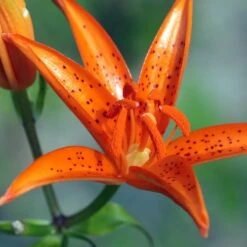 Lis Botanique - Lilium Tsingtauense NU