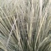 Lomandra White Sands 1 Lomandra White Sands -Raciflore Soldes Boutique Lomandra White Sands 85740 1