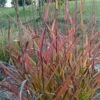 Miscanthus Sinensis Purple Fall® - Eulalie, Roseau De Chine -Raciflore Soldes Boutique Miscanthus sinensis Purple Fall 87981 1