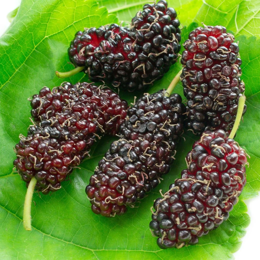 Morus Acidosa Mulle - Mûrier De Corée 3 Morus Acidosa Mulle - Mûrier De Corée