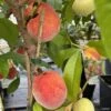 Pêcher Nain Fruit Me Peach Me Red -Raciflore Soldes Boutique Pecher nain Fruit me Peach me Red IF 16269 1