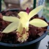 Pleione Forrestii 2 Pleione Forrestii -Raciflore Soldes Boutique Pleione forestii 1178 1