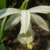 Pleione Formosana Alba 2 Pleione Formosana Alba -Raciflore Soldes Boutique Pleione formosana alba 1130 1
