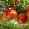 Pluot Flavor Candy - Prunus Pluot -Raciflore Soldes Boutique PluotFlavor Candy 79215 1
