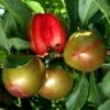 Pluot Flavor Supreme 1 Pluot Flavor Supreme -Raciflore Soldes Boutique PluotFlavor Supreme 79219 1