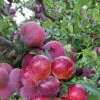 Pluot Pink Candy - Prunus Pluot -Raciflore Soldes Boutique PluotPink Candy 78217 1