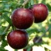 Pluot Purple Candy - Prunus Pluot 2 Pluot Purple Candy - Prunus Pluot -Raciflore Soldes Boutique PluotPurple Candy 79221 1