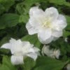 Trillium Grandiflorum Flore Pleno - Trille Blanc à Fleurs Doubles -Raciflore Soldes Boutique Trillium grandiflorum Flore Pleno ld 5017 2