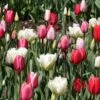 Harmonie Tulipes Lollipops