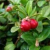 Canneberge - Cranberry - Vaccinium Macrocarpon -Raciflore Soldes Boutique Vaccinium macrocarpon 78409 1