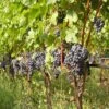 Vigne Cabernet Franc 2 Vigne Cabernet Franc -Raciflore Soldes Boutique Vigne Cabernet Franc 78366 1