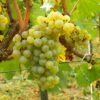 Vigne Chardonnay -Raciflore Soldes Boutique Vigne Chardonnay 78369 1