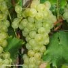 Vigne Muscat Petits Grains -Raciflore Soldes Boutique Vigne Muscat a Petits grains 89675 1