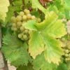 Vigne Perle De Csaba -Raciflore Soldes Boutique Vigne Perle de Csaba 87160 1