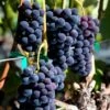 Vigne Venus -Raciflore Soldes Boutique Vigne Vitis Venus copyright 1006011 1