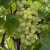 Vigne Fanny -Raciflore Soldes Boutique Vigne Vitis vinifera Fanny copyright 1005262 1
