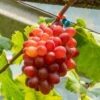 Vigne De Table Crimson Seedless - Vitis Vinifera -Raciflore Soldes Boutique Vigne de table Crimson Seedless Vitis vinifera copyright 182751 1