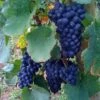 Vigne Boskoop Glory -Raciflore Soldes Boutique Vigne vin rouge vitis boskoop glory ld 771562 1