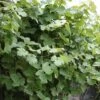Vigne D'ornement - Vitis Vinifera Incana -Raciflore Soldes Boutique Vitis vinifera Incana 84456 1