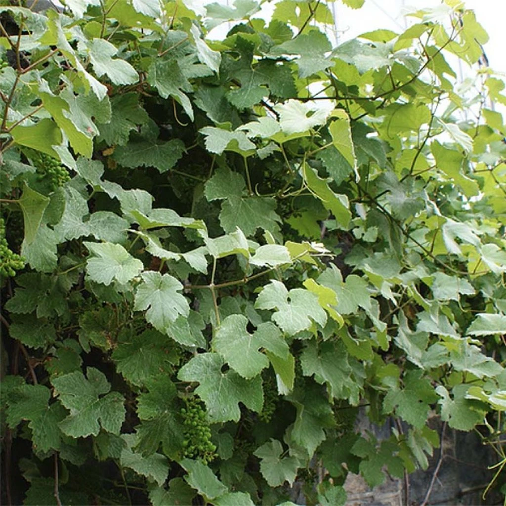 Vigne D'ornement - Vitis Vinifera Incana 3 Vigne D'ornement - Vitis Vinifera Incana
