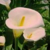 Zantedeschia Aethiopica Pink Mist - Arum D'Ethiopie Rose Pâle. -Raciflore Soldes Boutique Zantedeschia Pink Misty 6930 1