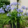 Agapanthe Pitchoune Blue 1 Agapanthe Pitchoune Blue -Raciflore Soldes Boutique agapanthus pitchoune blue 0524 1