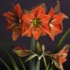 Amaryllis Terra Cotta 2 Amaryllis Terra Cotta -Raciflore Soldes Boutique amaryllis Terra Cotta 56703 1