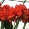 Amaryllis Double Celica -Raciflore Soldes Boutique amaryllis celica 56978 1