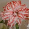 Amaryllis Double Dancing Queen -Raciflore Soldes Boutique amaryllis double dancing queen 56962 1