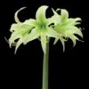 Amaryllis Evergreen -Raciflore Soldes Boutique amaryllis evergreen 56967 1
