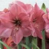 Amaryllis Hercule -Raciflore Soldes Boutique amaryllis hercule 56618 1
