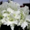 Amaryllis Double Ice Queen -Raciflore Soldes Boutique amaryllis ice king 56647 1