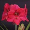 Amaryllis Lagoon -Raciflore Soldes Boutique amaryllis lagoon 56701 1