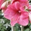 Amaryllis Pink Surprise -Raciflore Soldes Boutique amaryllis pink sensation 56961 1