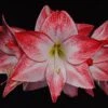 Amaryllis Spotlight* -Raciflore Soldes Boutique amaryllis spotlight 56702 1