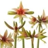 Amaryllis Wild Amazone - Hippeastrum -Raciflore Soldes Boutique amaryllis wild amazone hippeastrum copyright 15926 1