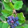 Amelanchier Alnifolia Saskatoon Berry -Raciflore Soldes Boutique amelanchier alnifolia saskatoon berry 85479 1