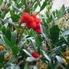 Arbutus Unedo - Arbousier 1 Arbutus Unedo - Arbousier -Raciflore Soldes Boutique arbutus unedo 781557 5