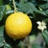 Bergamote - Citrus Bergamia -Raciflore Soldes Boutique bergamotto citrus bergamia