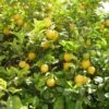 Citronnier Des 4 Saisons - Citrus Limon -Raciflore Soldes Boutique citronnier 4 saisons1