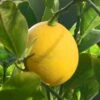 Citronnier Meyer - Citrus X Meyeri -Raciflore Soldes Boutique citronnier meyer ld 80026 1