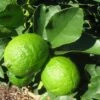 Grand Citron Vert - Citrus Latifolia -Raciflore Soldes Boutique citrus latifolia 16217 1