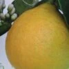 Citronnier - Citrus Limon Adamo 1 Citronnier - Citrus Limon Adamo -Raciflore Soldes Boutique citrus limon adamo 87036 1