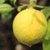 Citronnier - Citrus Limon Cerza -Raciflore Soldes Boutique citrus limon cerza