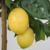 Citronnier - Citrus Limon Lemox -Raciflore Soldes Boutique citrus limon lemox 87039 1