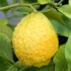 Citrus Medica Maxima - Cédrat Maxima 2 Citrus Medica Maxima - Cédrat Maxima -Raciflore Soldes Boutique citrus medica maxima copyright 17296 1
