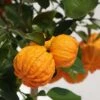 Oranger Corrugata - Citrus Sinensis X Aurantium 1 Oranger Corrugata - Citrus Sinensis X Aurantium -Raciflore Soldes Boutique citrus sinensis x aurantium 87044 4